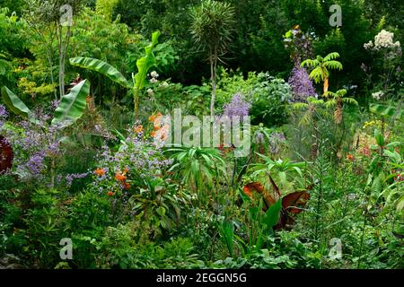 lilium pardalinum,thalictrum delavayi hinckley,Foeniculum vulgare Purpureum,bronze fennel,salvia fulgens,salvia amistad,ensete ventricosum maurelii,da Stock Photo