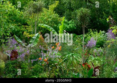 lilium pardalinum,thalictrum delavayi hinckley,Foeniculum vulgare Purpureum,bronze fennel,salvia fulgens,salvia amistad,ensete ventricosum maurelii,da Stock Photo