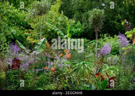 lilium pardalinum,thalictrum delavayi hinckley,Foeniculum vulgare Purpureum,bronze fennel,salvia fulgens,salvia amistad,ensete ventricosum maurelii,da Stock Photo