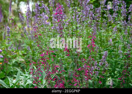 Salvia curviflora,pink flowers,flower,flowering,perennial salvia,salvias,garden,gardens,RM Floral Stock Photo