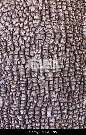 Aligator Juniper (Juniperus deppeana), bark detail Stock Photo