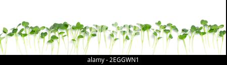 Fresh radish microgreens, isolated on white background. Healthy lifestyle concept Stock Photo