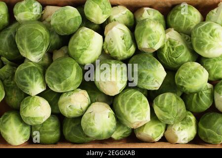 The heads of Brussels sprouts are randomly placed in a cardboard box. Closeup. View from above Stock Photo