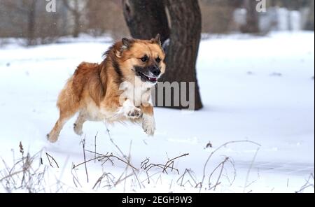 A mongrel, mixed-breed dog or mutt is quickly running in the snow and jumping. Funny photo of the jumping dog. Dog during the jump. Stock Photo