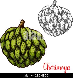 Cherimoya fruit sketch of colombian and indonesian tropical tree. Fresh and ripe green fruit of custard apple isolated icon of exotic dessert and heal Stock Vector