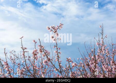 Top of almond tree branches with pink blossoms against blue sky with clouds Stock Photo