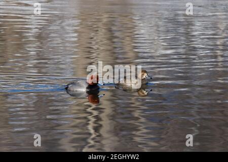 Male and female redhead swimming on a lake with their reflections visible in the water. Stock Photo