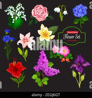 Spring flower cartoon icon set of wild flowering plant and tropical hawaiian flower. Rose, lily and snowdrop, iris, cornflower and lilac branch, lily Stock Vector