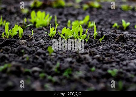 Young lettuce sprouts grow in the soil. Home gardening. Healthy Organic Vegetables. Blurred green and dark gray background. Green salad. Soft focus Stock Photo