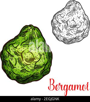 Bergamot exotic fruit vector sign. Colorful green and monochrome icon of bergamot isolated on white background. Fresh fruit bergamot emblem for packag Stock Vector