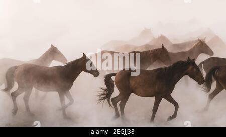 Kayseri, Turkey - August 2017: Horses running and kicking up dust. Yilki horses in Kayseri Turkey are wild horses with no owners Stock Photo