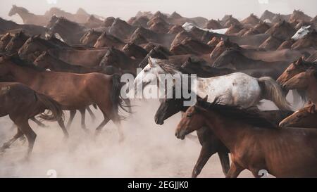 Kayseri, Turkey - August 2017: Horses running and kicking up dust. Yilki horses in Kayseri Turkey are wild horses with no owners Stock Photo