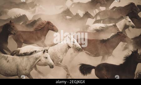 Kayseri, Turkey - August 2017: Horses running and kicking up dust. Yilki horses in Kayseri Turkey are wild horses with no owners Stock Photo