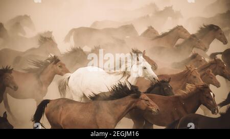 Kayseri, Turkey - August 2017: Horses running and kicking up dust. Yilki horses in Kayseri Turkey are wild horses with no owners Stock Photo