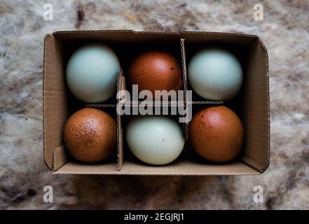 duck egg and brown coloured eggs in a cardboard recyclable box Stock Photo
