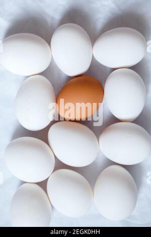 white chicken eggs and one brown on a white rumpled background. Stock Photo