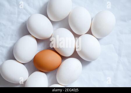 white chicken eggs and one brown on a white rumpled background. Stock Photo
