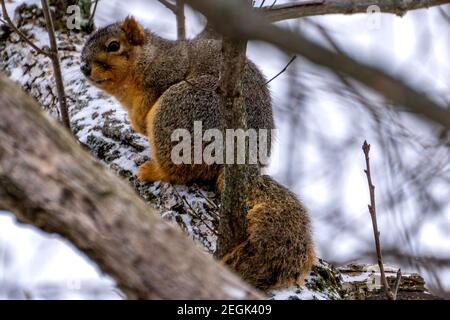 A chunky squirrel resting on a tree branch Stock Photo