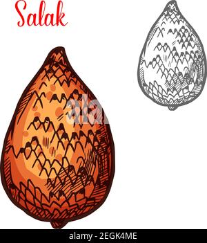 Salak fruit of indonesian tropical palm isolated sketch. Exotic snake fruit with brown scaly peel for asian fruit dessert and healthy vegetarian food Stock Vector