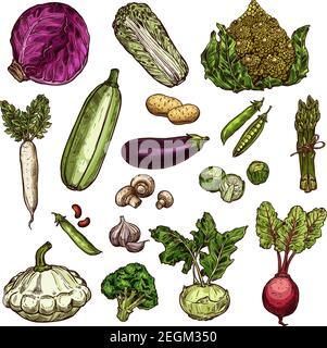 Vegetables set of potato, chinese cabbage, red cabbage or beans, daikon, pea and eggplant, Brussels, spinach, champignons and beetroot, broccoli and s Stock Vector