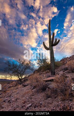 Saguaro cactus and Sonoran Desert landscape with dramatic sky in Arizona Stock Photo
