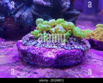 Amazing Biohazard Rhodactis green bounce mushroom coral Stock Photo