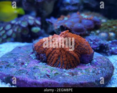 Colorful Rhodactis colony of mushroom soft corals Stock Photo