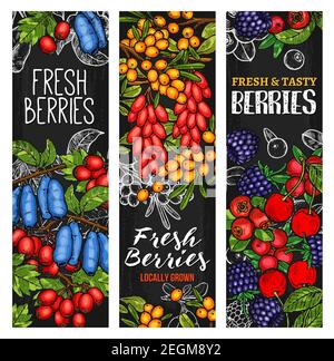 Wild berry and fresh farm fruit blackboard banner. Cherry, blueberry and blackberry, forest cranberry, buckthorn and honeysuckle, ripe rowanberry, bar Stock Vector