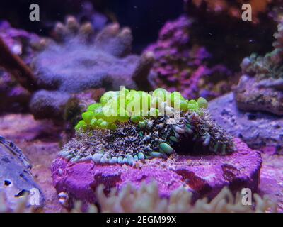 Amazing Biohazard Rhodactis green bounce mushroom coral Stock Photo