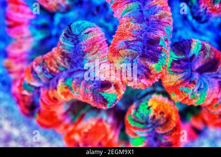 Rainbow coloration open brain LPS coral - Wellsophyllia radiata Stock Photo