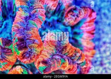 Rainbow coloration open brain LPS coral - Wellsophyllia radiata Stock Photo