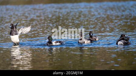 Male and  female lesser scaup diving ducks  'Aythya affinis ' swim and dive in a lagoon in Canada Stock Photo
