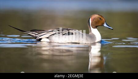 A male northern pintail duck ' Anas acuta ' swims on a lake showing off his plumage for a female duck. Stock Photo