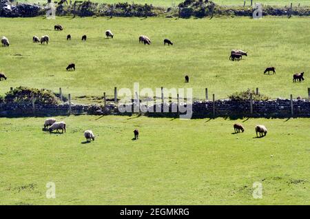 sheep grazing on farmland meadow isle of man IOM Stock Photo