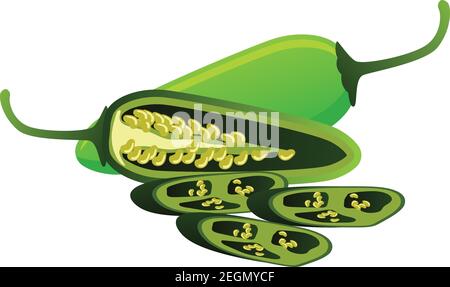 raw green jalapeno pepper. vector illustration Stock Vector