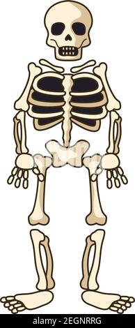 human skeleton icon isolated on white background. vector illustration Stock Vector