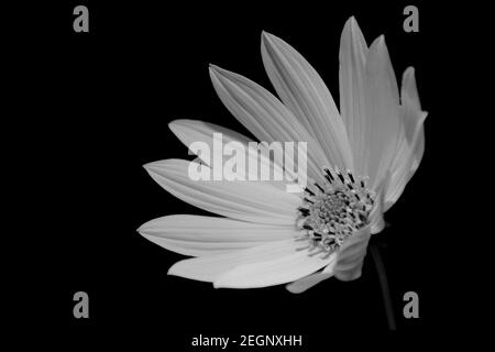 Black and white singular Lemon Symphony cultivar of Osteospermum flower in full bloom facing the left Stock Photo