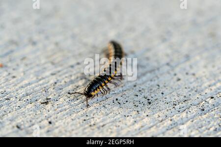 Mating millipede,millipede walking on ground Stock Photo