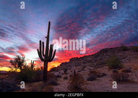 Scenic landscape with Saguaro Cactus and dramatic sunset sky in Sonoran Desert National Monument, Arizona, USA
