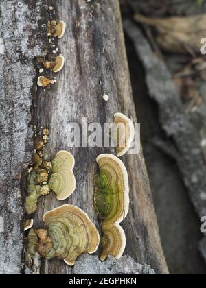 Bracket fungi growing on fallen tree Stock Photo