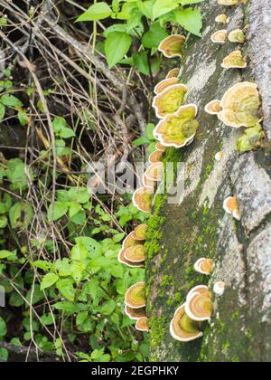 Bracket fungus growing on fallen tree Stock Photo