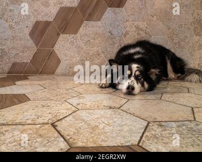 Black and white malamute dog looking bored on floor with hexagonal tile pattern in brown and beige colors Stock Photo