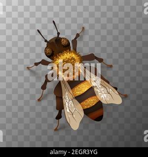 Detailed realistic honey bee, insect on transparent background Stock Vector