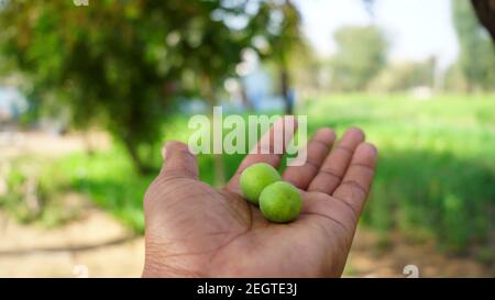 Indian green Jujube or Ber fruit placed on human hand. Greenish two unripe fruit with blurred background. Stock Photo