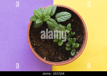 A red-brown flowerpot with a mint seedling inside, on a half yellow half purple background Stock Photo