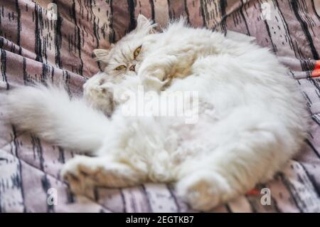 British long-haired white cat lies in a funny pose on the bed. Stock Photo