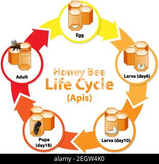 Diagram showing life cycle of honeybee Stock Vector Image & Art - Alamy