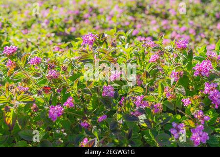 Small clusters of purple flowers. Purple Trailing Lantana in bloom in city park. An evergreen plant, a wonderful freely flowering groundcover Stock Photo