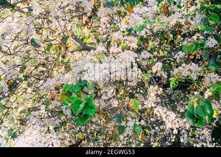 Cherry tree in bloom, beautiful small white flowers close up in sunny day in city park Stock Photo