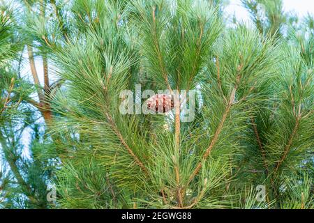 Pine tree close up, clear blue sky background Stock Photo